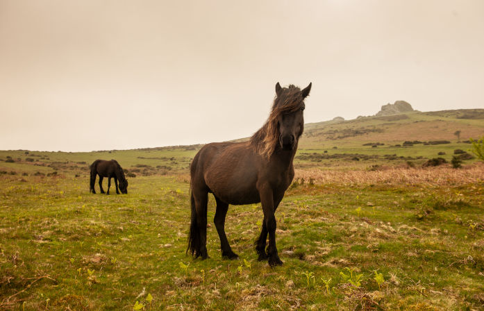 Dartmoor Pony