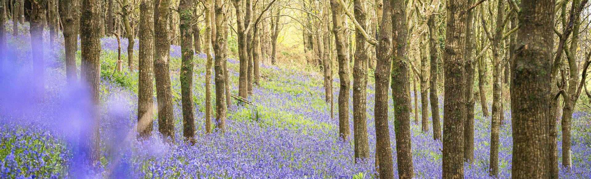 What’s Spring Like in the UK & Ireland?