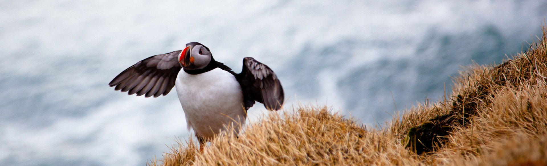 Puffin facts