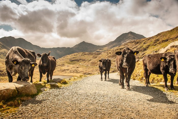 wales tour guides