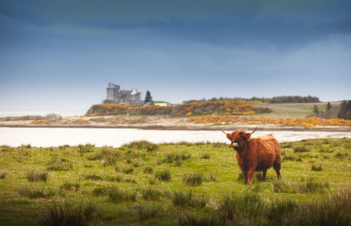 Highland Cow Isle of Mull