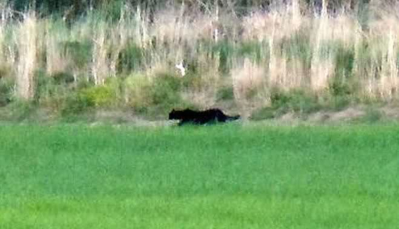 how many times has the beast of bodmin moor been seen