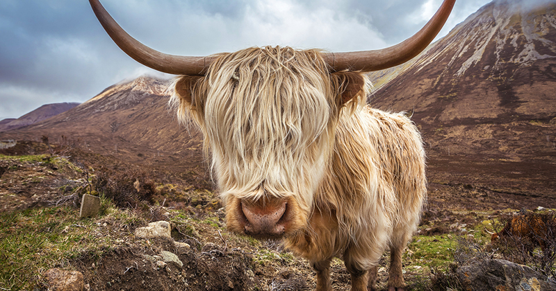 Scottish Highland Cows - Adorable Fluffy Long Haired Cow Facts!