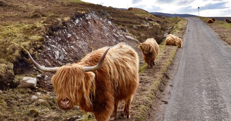 Scottish Highland Cows - Adorable Fluffy Long Haired Cow Facts!