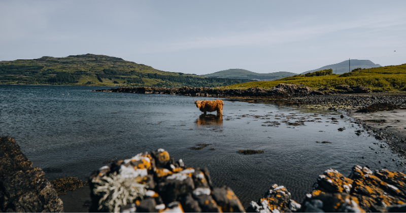 highland coo