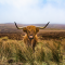 The Highland Cow - More Than Just a Hairy Face