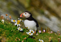 A Guide to Mull, Iona & Staffa: The Wildlife Haven