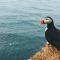 Everything You Need to Know About Puffins