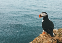 Everything You Need to Know About Puffins