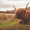50 Things You Only Understand if You've Been to Scotland