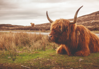 50 Things You Only Understand if You've Been to Scotland